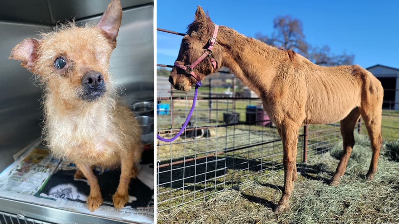 Las autoridades del condado de Yuba 
<a href="https://www.facebook.com/yubacountysheriff/posts/4912735485449161" target="_blank">retiraron decenas de animales</a>, incluido un caballo muerto, de una casa en Olivehurst por supuesto abuso.