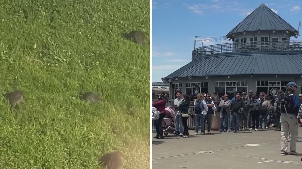 “Asco y miedo”: plaga de ratas está afectando la terminal del ferry de Vallejo