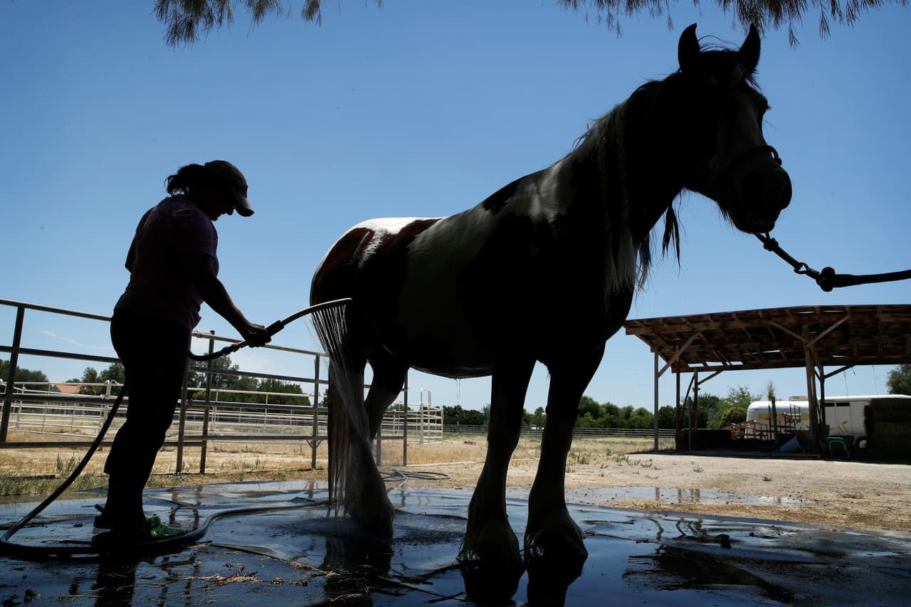 <b>Mascotas</b>
<br>Atender a las mascotas bajo sombra y que tengan acceso en todo momento a agua fresca para tomar.
<br>