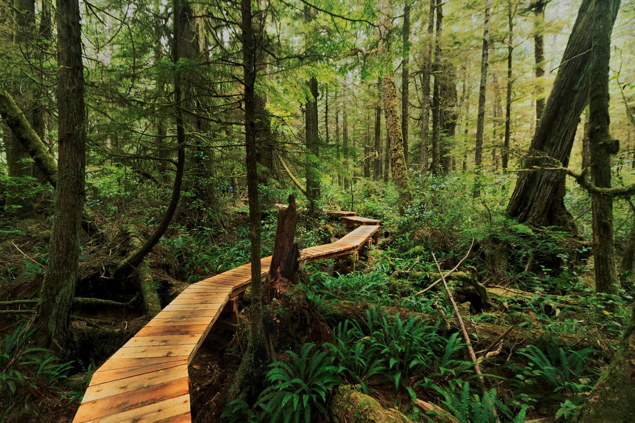 <b>Vancouver Island (Canadá)</b>
<br>
<br>Los que visiten este paraíso natural canadiense podrán recorrer un antiguo bosque tropical intacto. Es uno de los pocos ecosistemas de este tipo que todavía quedan en la zona y están amenazados por las empresas madereras. 
<br>
<br>Las reservas protegidas en el área recuerdan a los visitantes lo que está en juego con el consumo desenfrenado y la deforestación.
<br>
