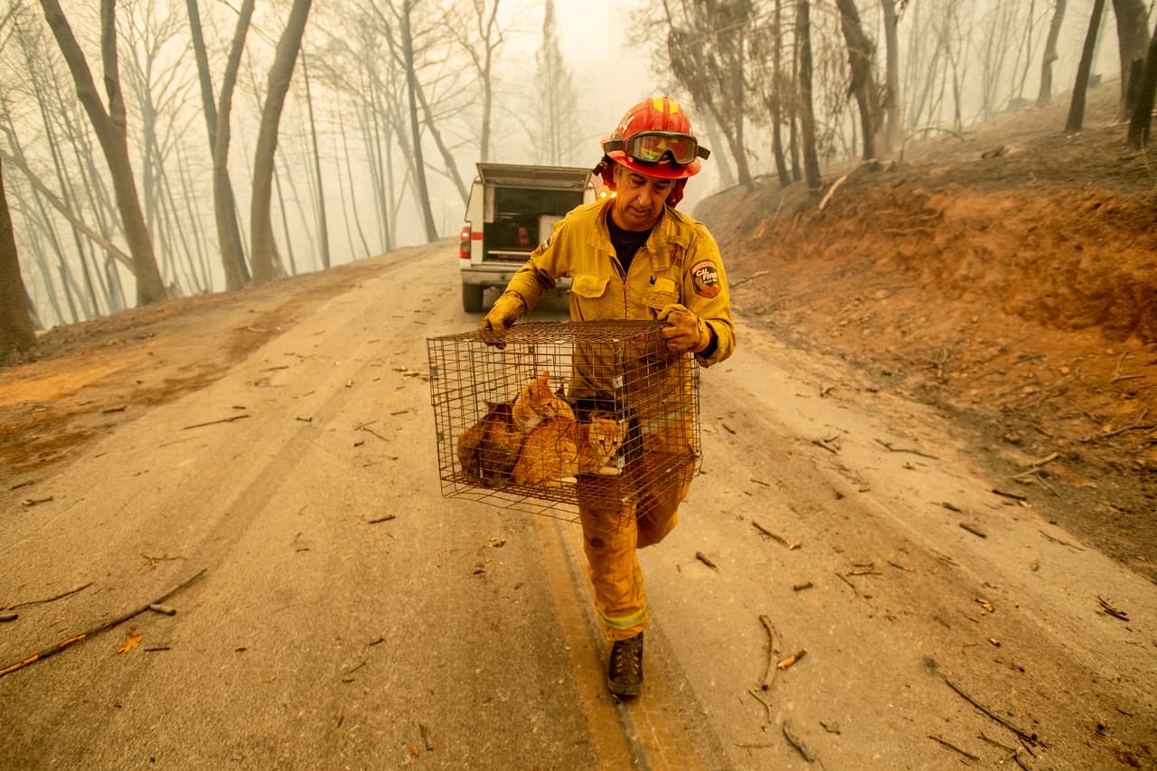 El capitán de bomberos Steve Millosovich rescató una jaula llena de gatos en Big Bend, cuando se dirigía a combatir el Camp Fire al norte del estado. 
<b>La jaula se había caído de la camioneta de un residente que huyó de la zona.</b>