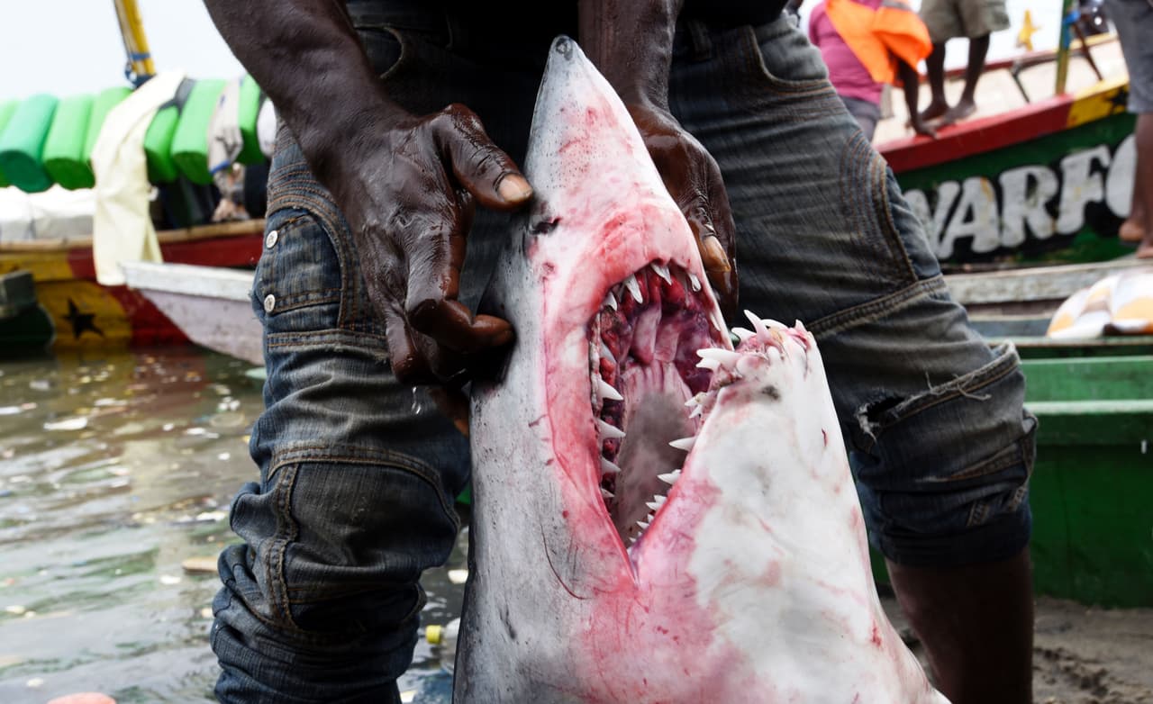 La matanza de tiburones es un problema en escala masiva, según aseguran voceros de Oceana, una organización que se dedica a la protección de los mares. Se estima que el número de estos animales que se matan cada año para obtener sus aletas podría superar los 70 millones y China es uno de los principales mercados. En la fotografía de septiembre de 2016, un pescador lleva un tiburón al puerto de Abobo Doume, Costa de Marfil.