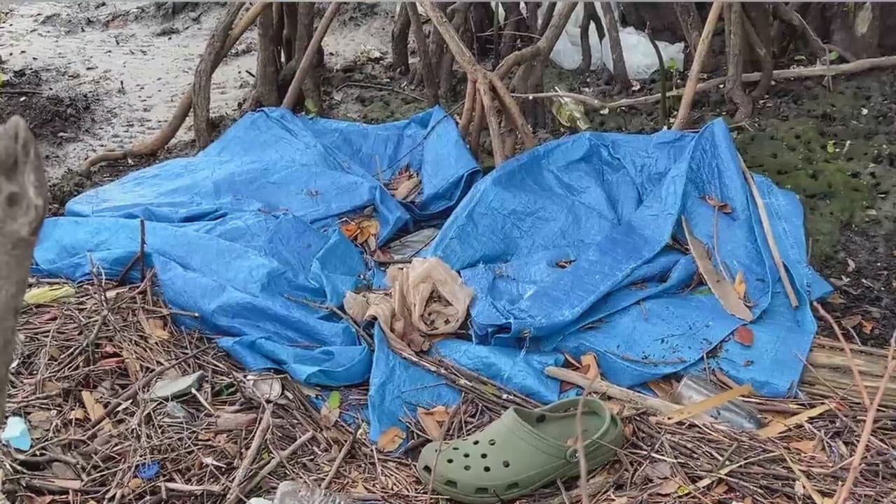Hallan cadáver en manglares de Palmetto Beach: investigan si se trata de mexicano desaparecido