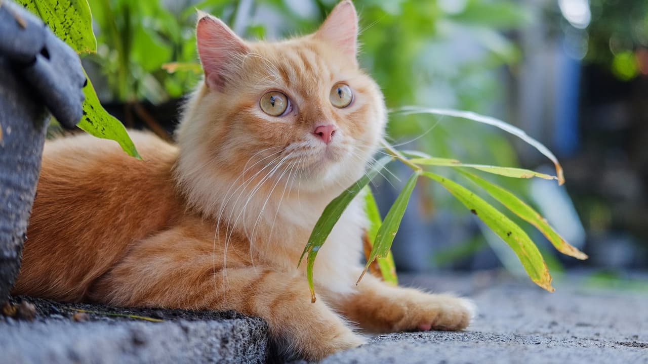 ¿Cada cuándo limpiar la caja de arena del gato? Si no lo haces podría enfermar gravemente