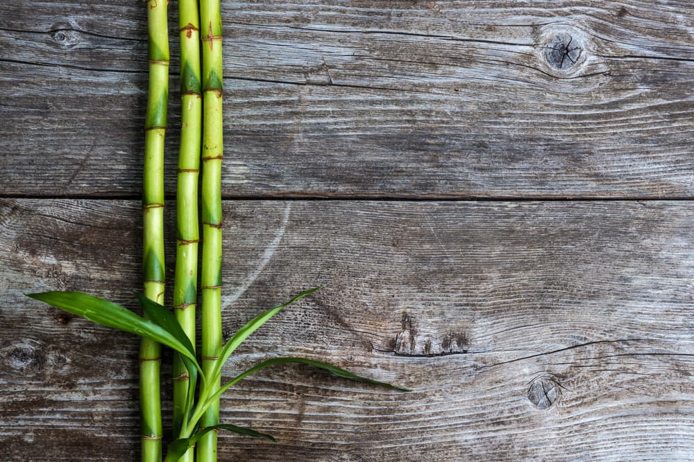 <b>BAMBÚ</b>
<br>El bambú es una planta que no sólo da calidez al entorno en la que se coloque, sino que además aporta tranquilidad y contribuye a eliminar las malas vibraciones de un ambiente.