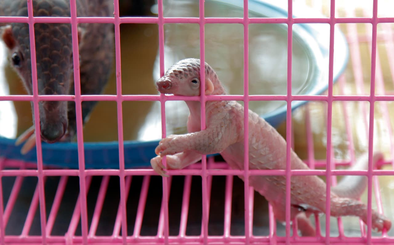 Un pangolin recién nacido se agarra del costado de una jaula durante una conferencia de prensa en la aduana tailandesa en Bangkok el 20 de abril de 2011. La oficina de aduana tailandesa mostró 175 ejemplares que encontraron ocultados en un carro que se dirigía a Bangkok. Los pangolines, denominados como especie amenazada por la CITES (Convención sobre el Comercio Internacional de Especies Amenazadas), son oriundos del Sudeste Asiático. Algunas personas creen que su carne y sangre pueden aumentar la virilidad sexual.