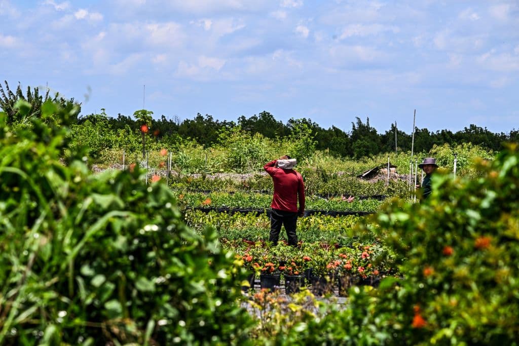 Cómo la dura ley antiinmigración de Florida complica la vida de los indocumentados