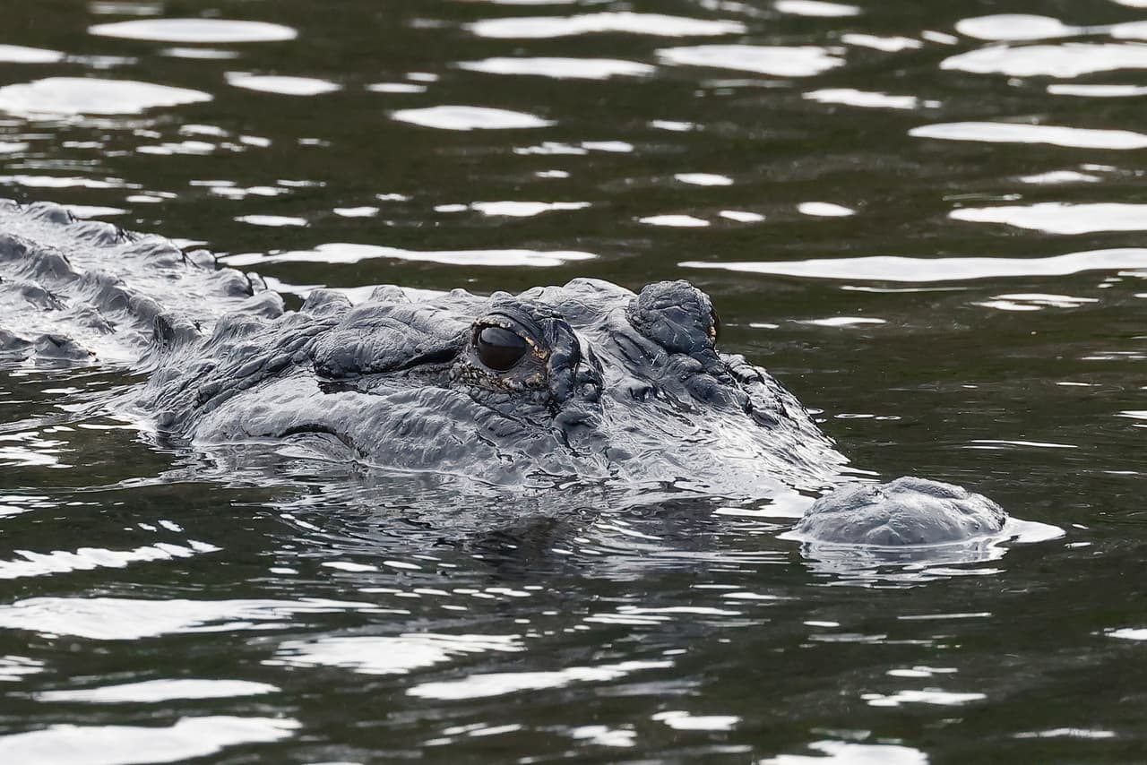 En Florida se encuentran siete de los 
<b>10 lagos más infestados de caimanes en todo Estados Unidos</b>, de acuerdo con el sitio Animal A-Z.