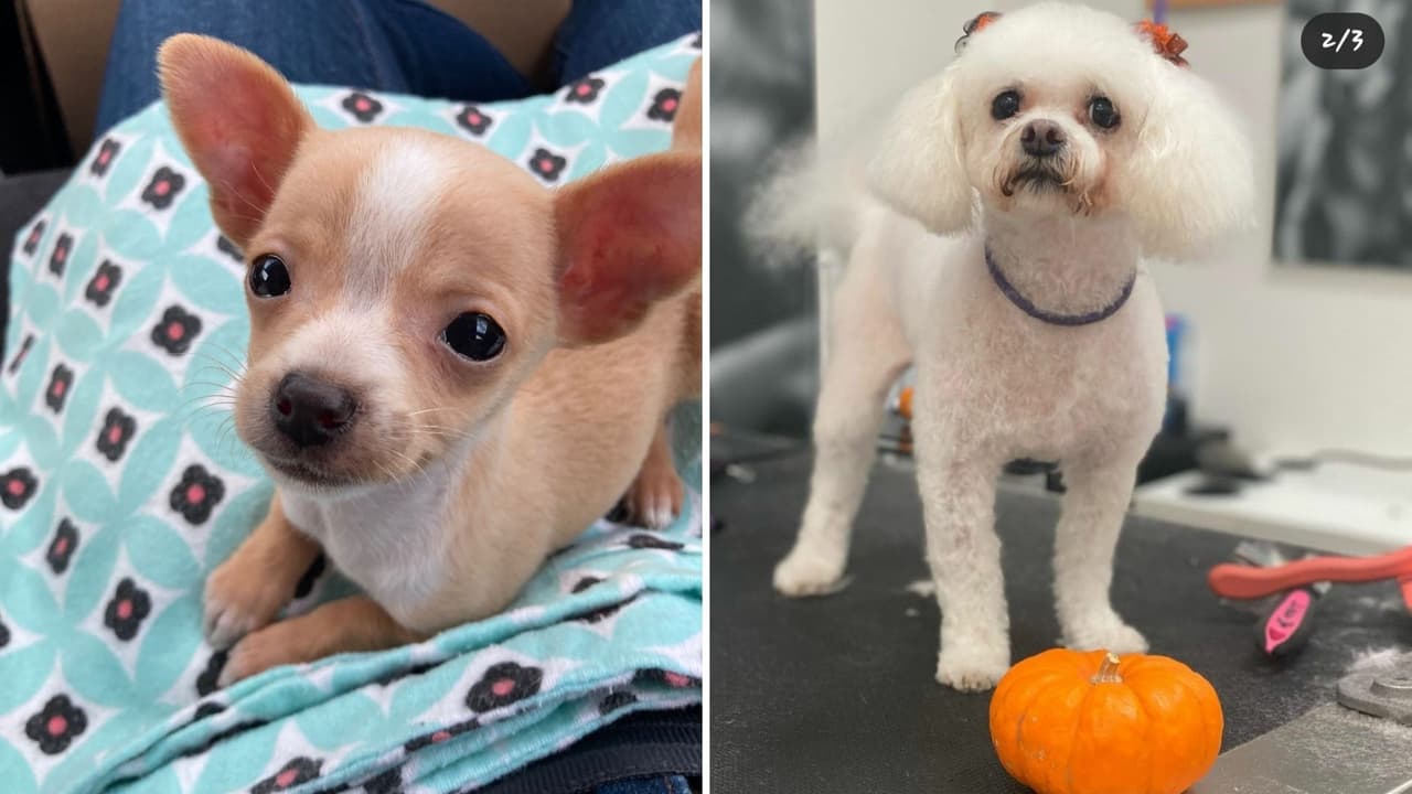 Este 23 de marzo se festeja el Día Nacional del Cachorro en Estados Unidos. 
<br>