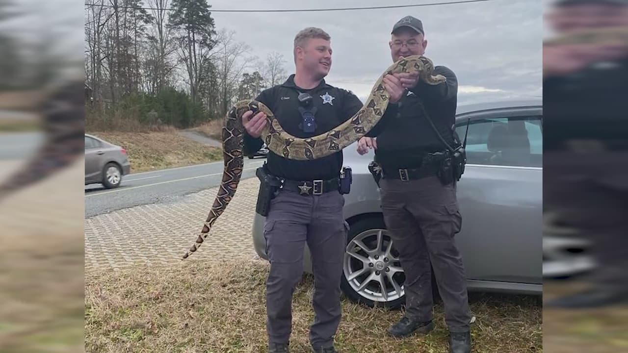 <b>MIRA TAMBIÉN:</b> ¿Se imaginan encontrar un animal tan grande como una boa en su vehículo? Esta fue la sorpresa de un residente del condado de Stanly.