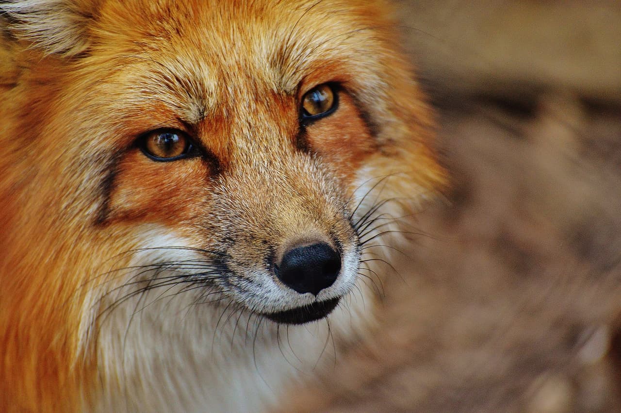 Es ilegal cazar en domingo… excepto si las presas son zorros, cuervos o coyotes.
