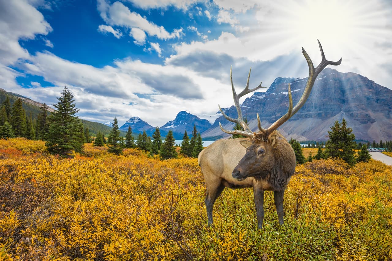Los caribús son importantes desde épocas remotas para las poblaciones originarias de Yukon. "El caribú ha alimentado y vestido a nuestra gente durante miles de años. El lobo mantiene el equilibrio dentro del mundo natural", dijo la jefa de la
<b> nación originaria Tr'ondëk Hwëch'in,</b> Roberta Joseph.