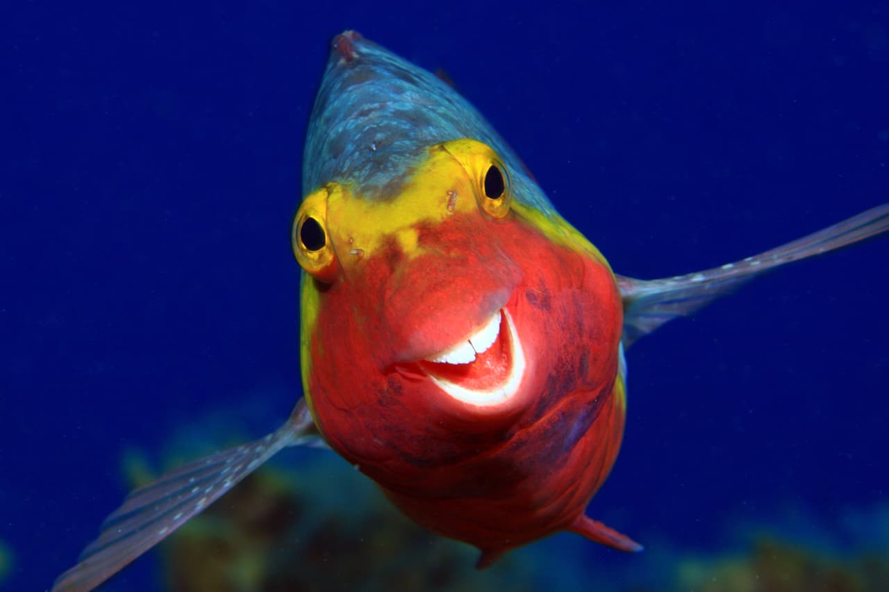 <b>Sonríe a la cámara.</b> Este pez loro mediterráneo fue sorprendido por un fotógrafo en El Hierro, Islas Canarias. 
<br>
<br>El concurso The Comedy Wildlife hace una convocatoria global, en línea y gratuita que busca resaltar la conservación de la vida silvestre de una manera atractiva y positiva.