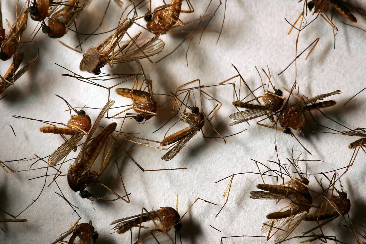 Dos personas se contagiaron con el Virus del Nilo Occidental, según reportaron las autoridades del departamento de salud de Florida.
