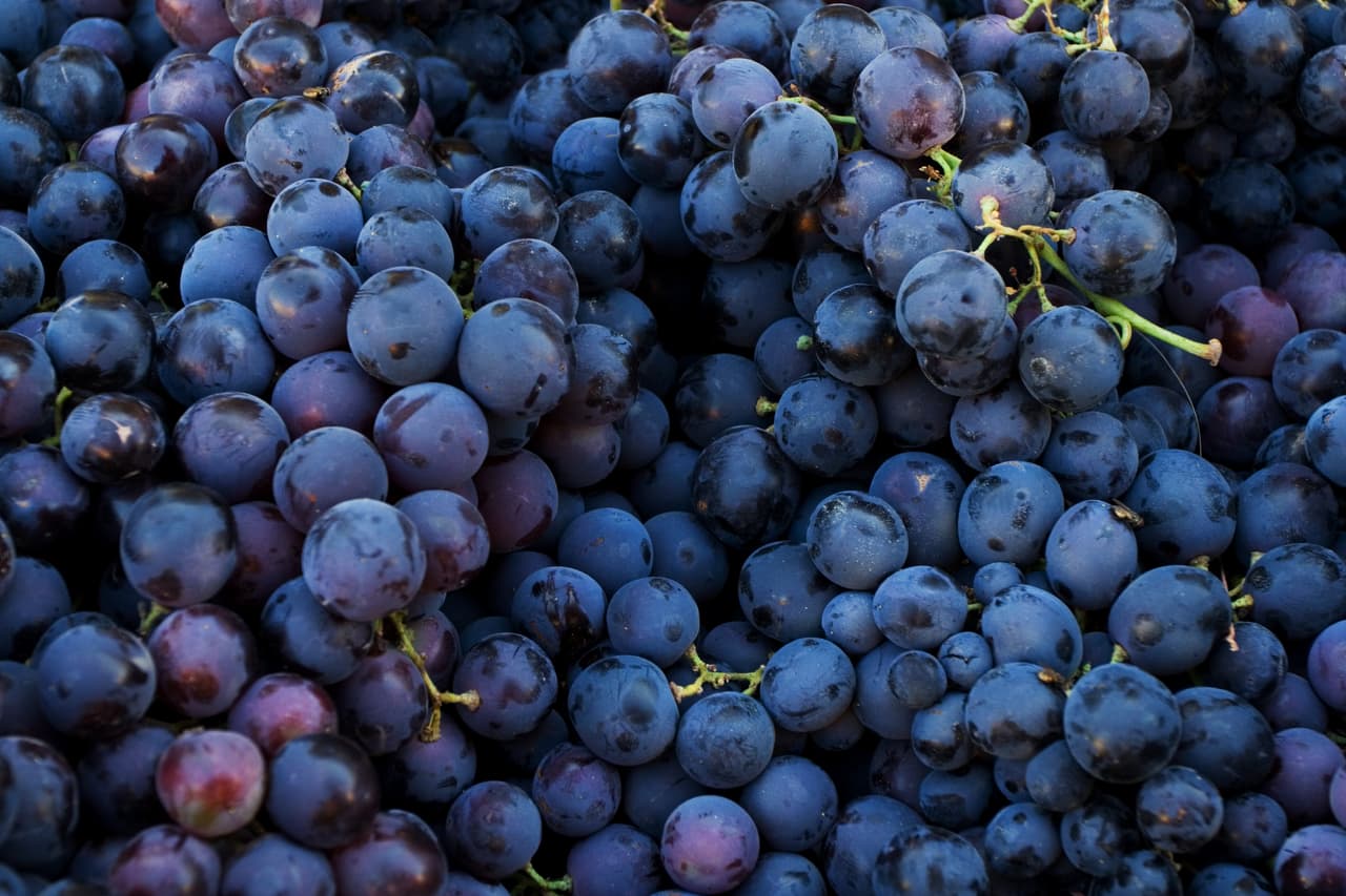 <b>Puesto 6. Uvas</b>. 
<br>
<br>EWG explica que “los pesticidas son tóxicos por diseño y se crean expresamente para matar organismos vivos: insectos, plantas y hongos que se consideran plagas”. Advierten que estos químicos plantean peligros para la salud de las personas, incluida la alteración hormonal, la toxicidad del cerebro y el sistema nervioso y el cáncer. 
<br>