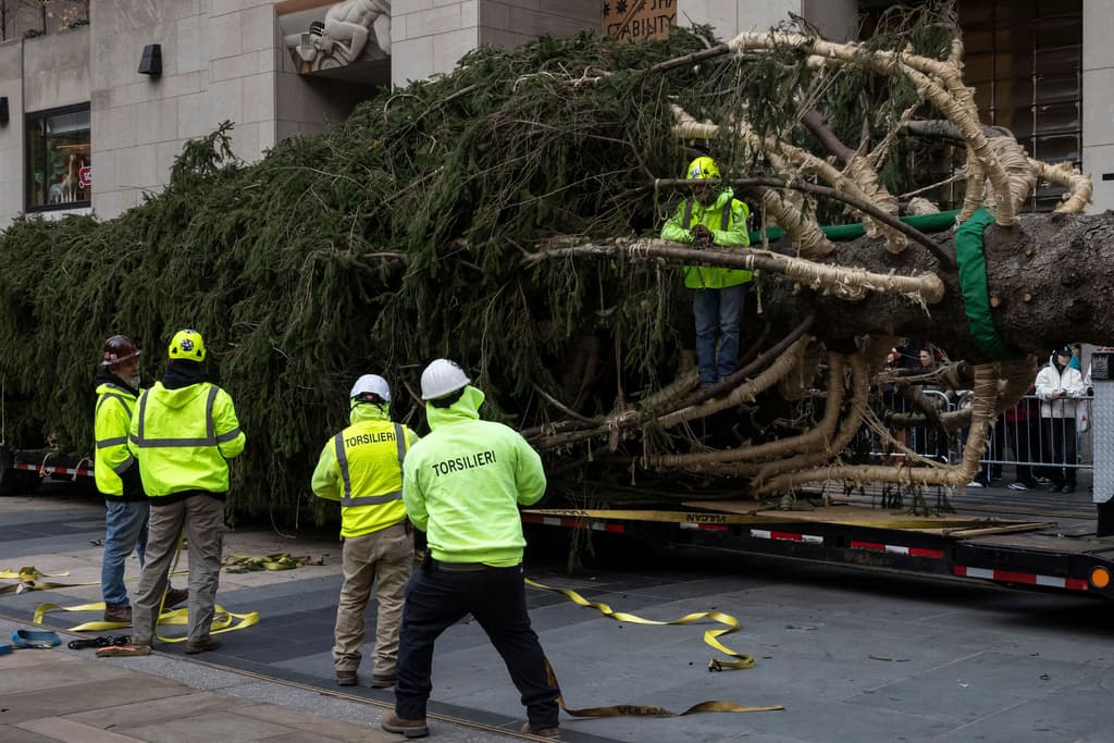 Hacía 65 años que un abeto noruego de Massachusetts no era escogido para ser transformado en el tradicional árbol de Navidad del Rockefeller Center, en Manhattan, Nueva York.