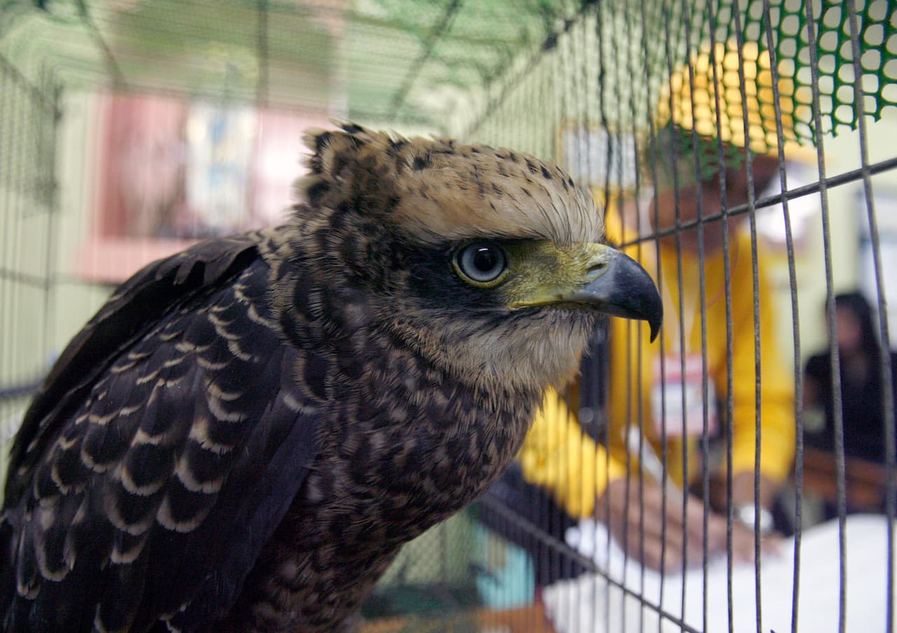Un águila culebrera se encuentra dentro de su jaula en el distrito policial de Manila. Junto a ella, la policía también le había incautado a un grupo de comerciantes ilegales, 69 aves de la familia Miná y 17 tortugas de diversas especies. Los animales luego fueron entregados al zoológico de Manila.