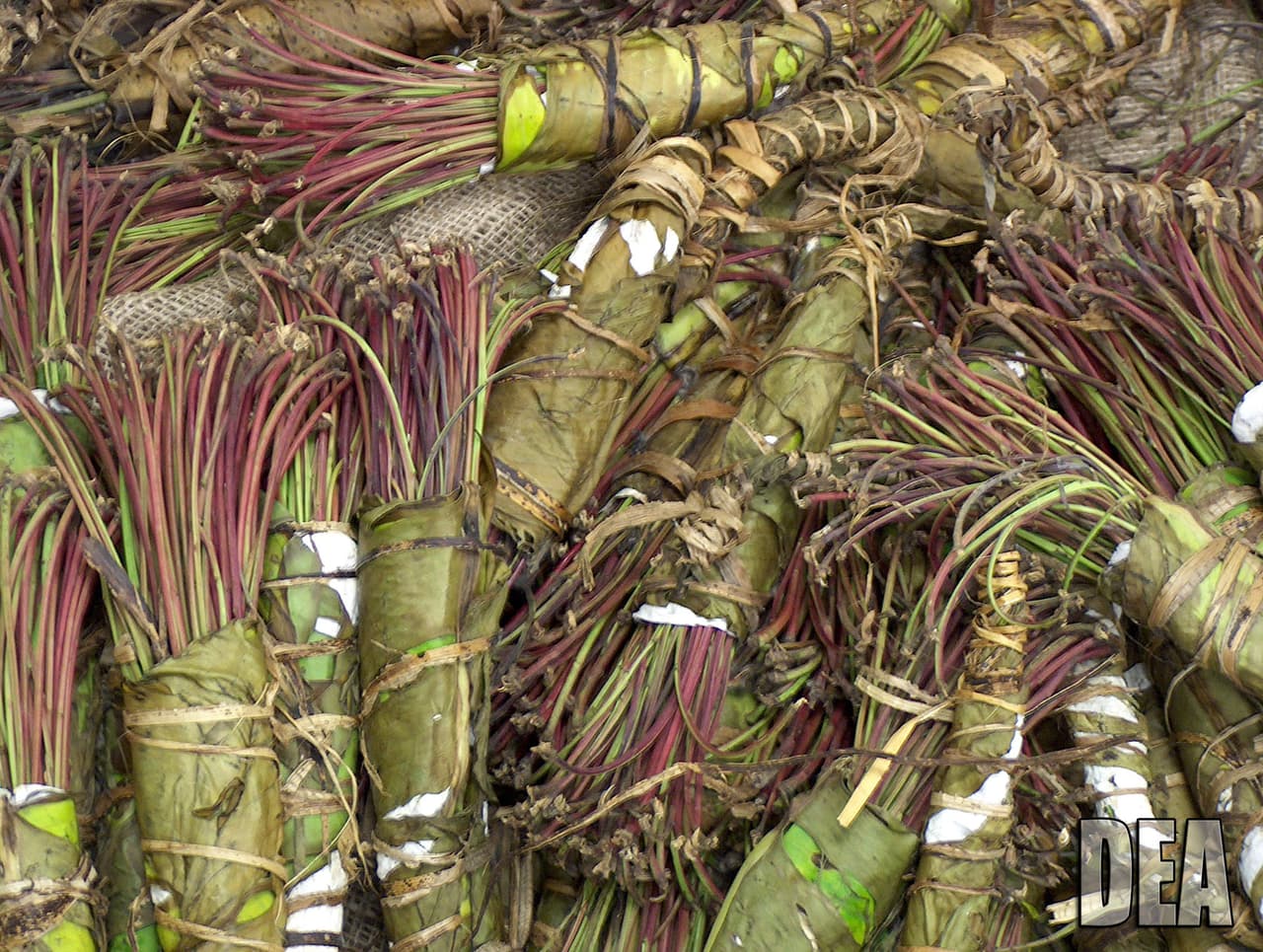<h3 class="cms-H3-H3">Khat</h3>
<br>
<br>Se trata de un arbusto (Catha edulis) que se encuentra en África oriental y en Arabia meridional -donde habitan unas 20 millones de personas-, el cual contiene las sustancias químicas psicoactivas catinona y catina.
<br>
<br>De acuerdo con el NIH, los habitantes de estas regiones han utilizado el khat desde hace siglos 
<a href="https://www.drugabuse.gov/es/informacion-sobre-drogas/sustancias-de-abuso-habitual#khat" target="_blank">como parte de su tradición cultural</a> y por sus efectos estimulantes. 
<br>
<br>A corto plazo, el Khat podría provocar aumento de presión arterial y frecuencia cardiaca, así como depresión, paranoia, dolores fuertes de cabeza, pérdida del apetito, insomnio y pérdida de la memoria. 
<br>
<br>La agencia estipula que a largo plazo, este arbusto puede generar trastornos gastrointestinales como estreñimiento, úlceras, los cuales podrían provocar un mayor riesgo de un ataque cardíaco. 
<br>
<br>Asimismo, otros problemas podrían ser reacciones psicóticas como miedo, ansiedad, delirios de grandiosidad, alucinaciones y paranoia.
<br>