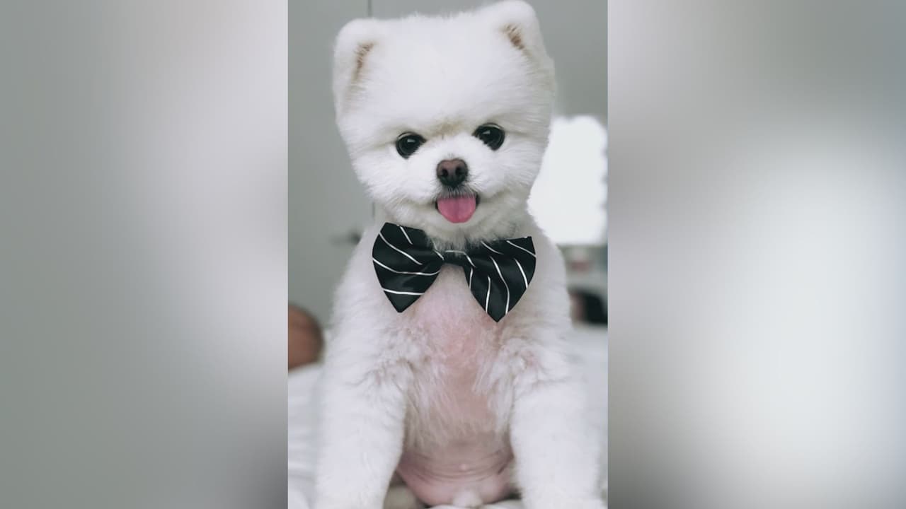 Llevaron a su perrito a la peluquería y se los entregaron sin un ojo: ¿qué les dijeron a sus dueños?