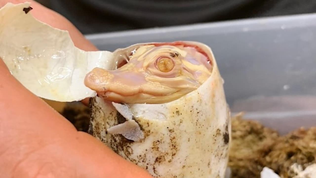 Un video muestra a un diminuto caimán albino que nació en un parque de Florida. 
<br>