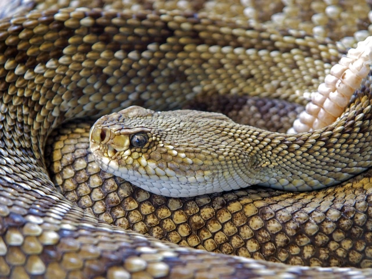 Los encuentros humanos con serpientes son más probables en épocas de calor, ya que estos animales se vuelven más activos en esta época del año. 
<br>