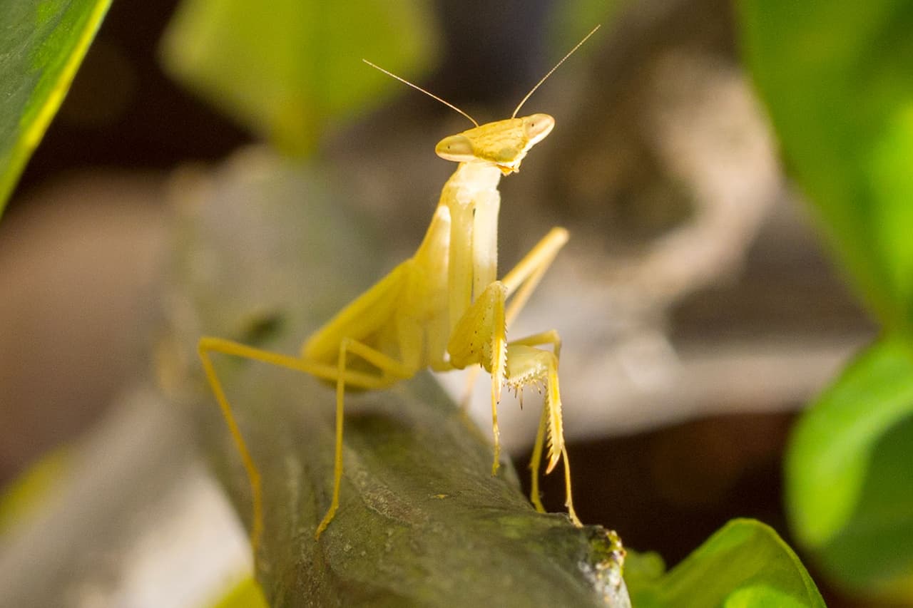Con sus hábitos tan diferentes y espectaculares, los insectos son los únicos animales que han logrado adaptarse a todos los climas, ambientes y geografías descritas por los humanos. Por ejemplo, se conocen especies de insectos en Canadá que son capaces de congelarse y luego sobrevivir. Las mantis o mulas del diablo también tienen súper habilidades para realizar giros mortales mientras se desplazan a una velocidad inapreciable para el ojo humano. Esto las ha convertido en objeto de estudio en laboratorios de nanorobótica.