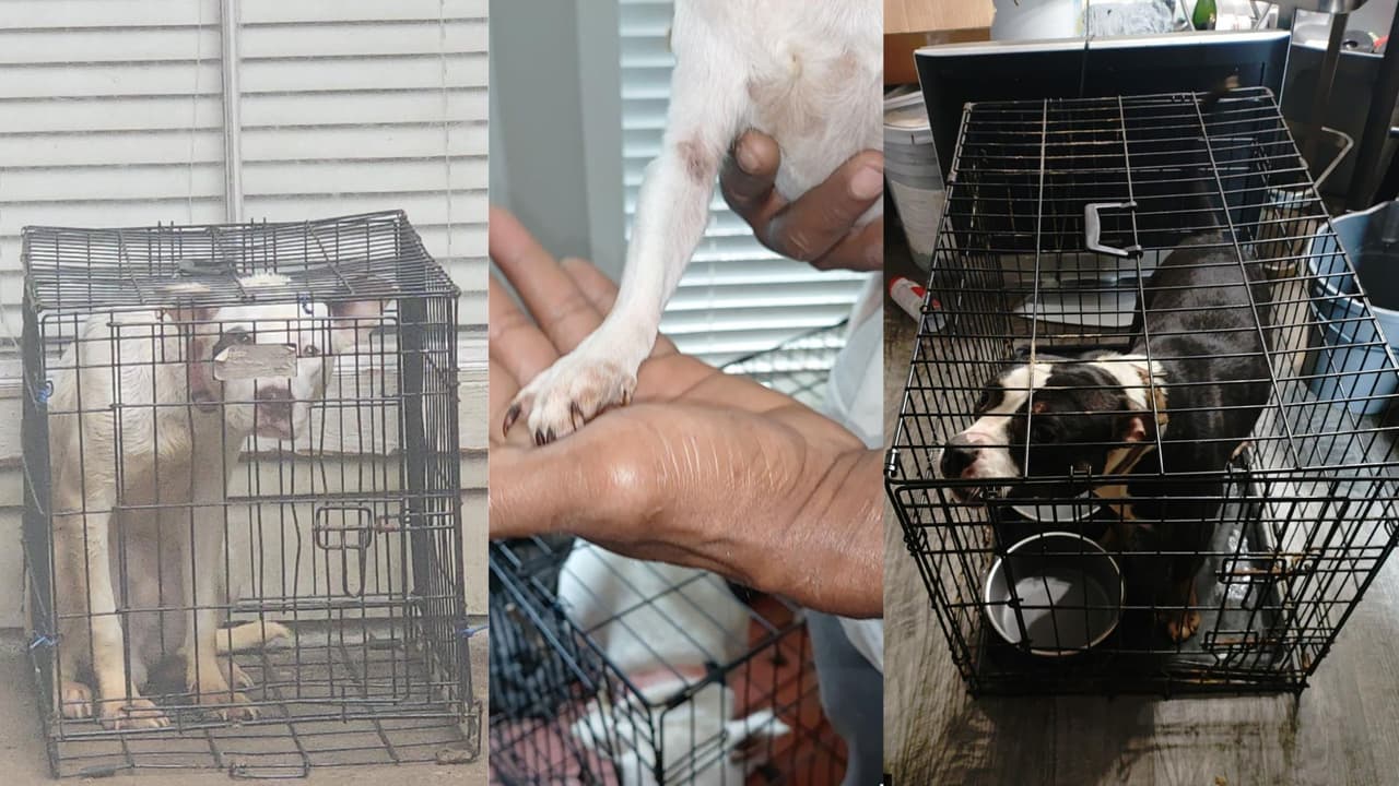 Rescatan a tres perros que vivían entre escombros y charcos de orina en una casa en el Condado de Harris