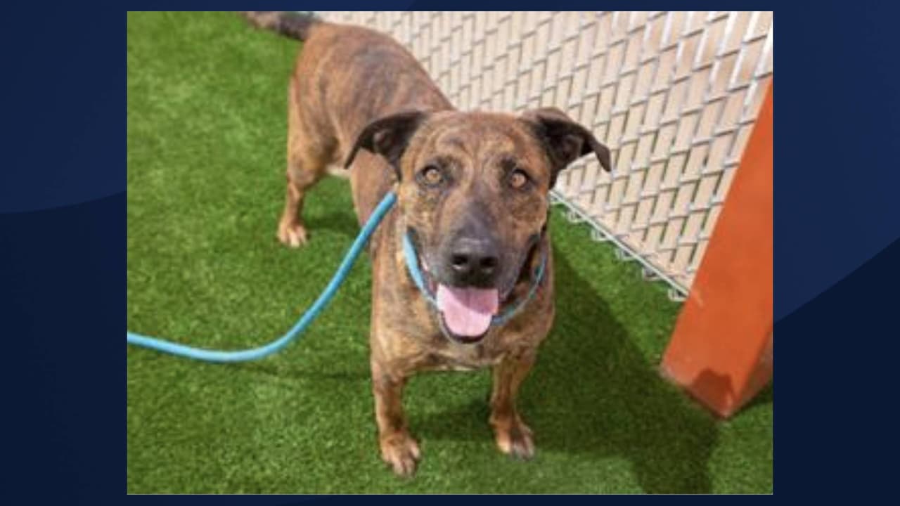 Nombre: MAX
<br>Se estima que tendrá unos 5 años. Para obtener más información sobre este pequeño, 
<a href="https://apps.pets.maricopa.gov/adoptablepets/DetailPage.aspx?RecordLocator=A3809951" target="_blank">haga clic aquí</a>.
<br>