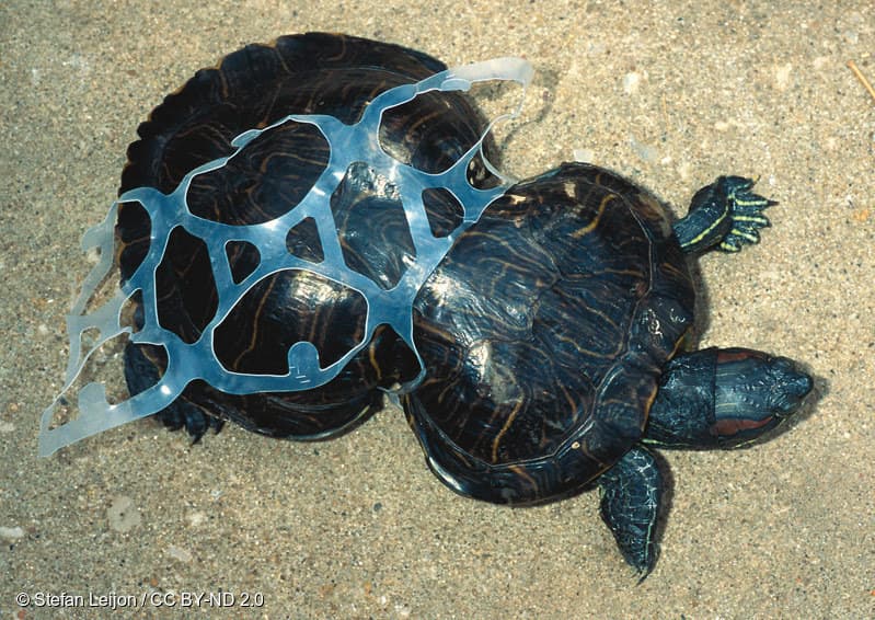 Tortuga atrapada en malla de anillos de plástico para latas de sodas. Esta es una de cientos de muestras compartidas a nivel mundial que reflejan las malformaciones físicas causadas por los desechos de humanos en los océanos.