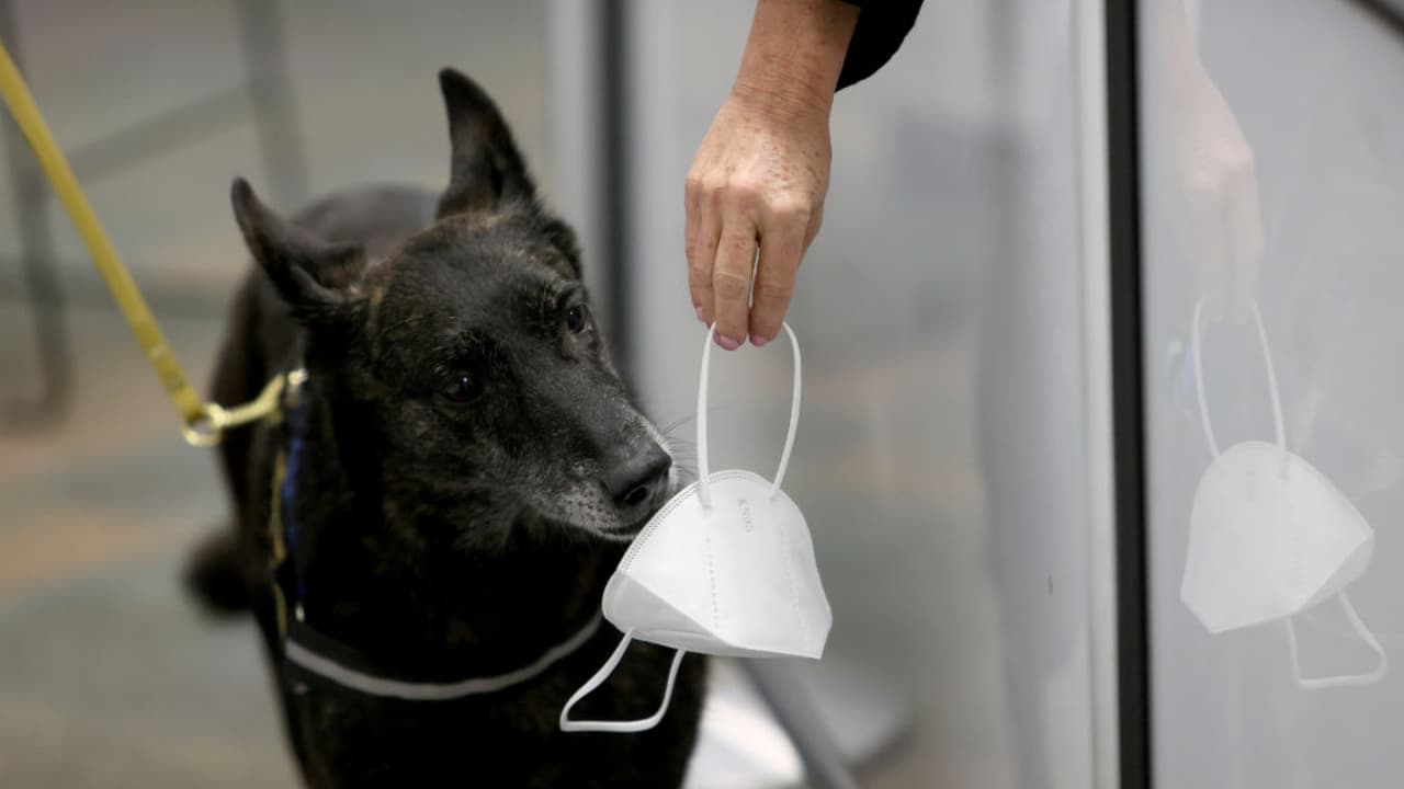 El programa piloto consiste en tener perros entrenados que huelen las mascarillas de las personas para determinar si alguien tiene coronavirus. El plan tendrá un mes de duración, está establecido solamente en uno de los puntos de revisión de empleados en la terminal de American Airlines y no incluye a pasajeros. 
<b><a href="https://www.univision.com/coronavirus " target="_blank">Más información aquí</a></b>.