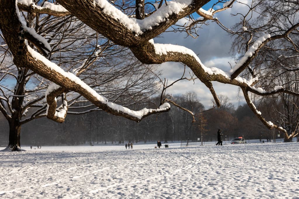 Aunque con mucho frío, 
<b><a href="https://www.univision.com/local/nueva-york-wxtv/caiman-lago-prospect-park-brooklyn-rehabilitacion-el-bronx" target="_blank">en Prospect Park se trató de un fin de semana ideal</a></b>, previo a Navidad, que permitió compartir e 
<b>inmortalizar recuerdos a través de fotos</b> con la nieve como 'coprotagonista'.