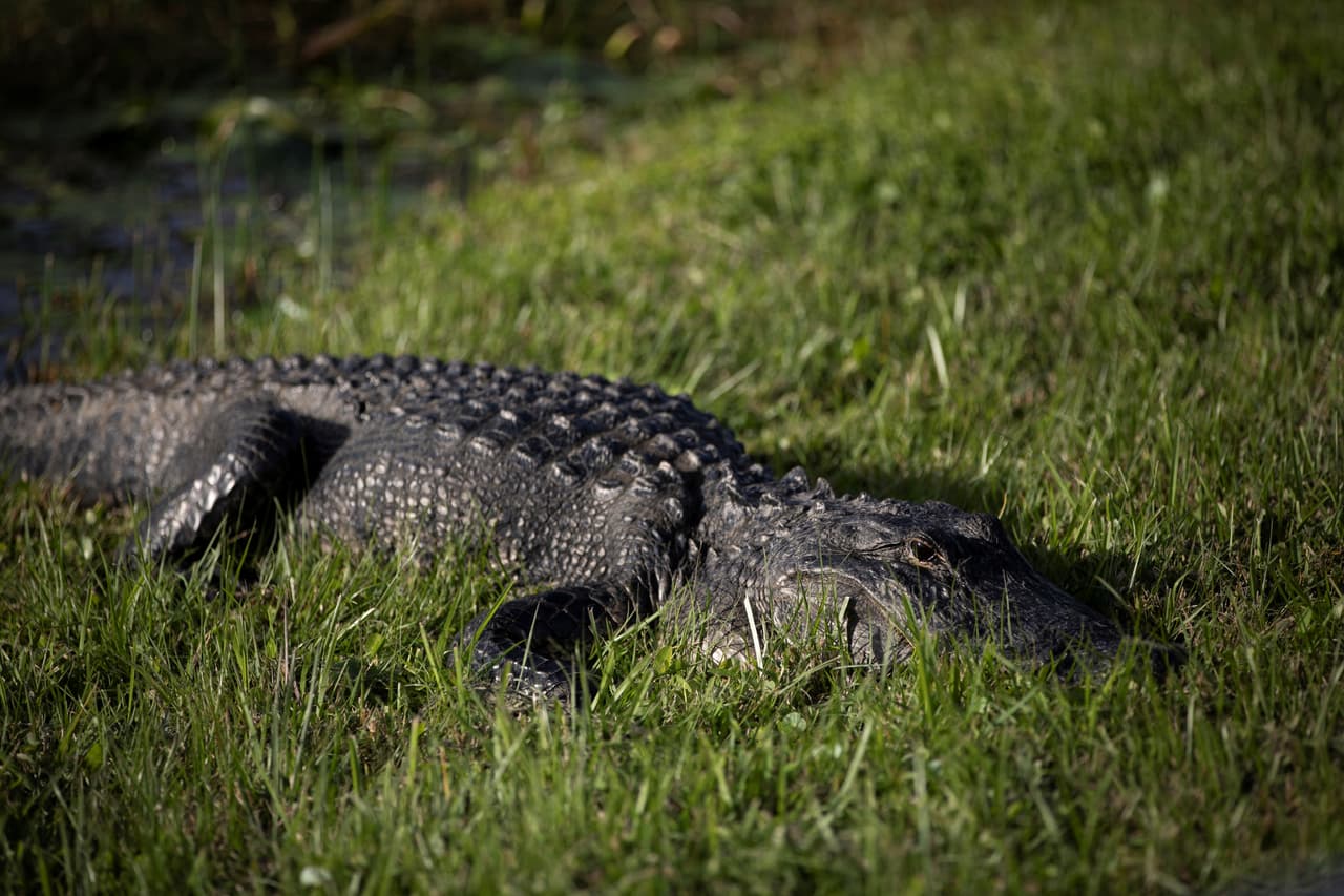 <h2 class="cms-H2-H2">El lago Jesup</h2>
<br>Ubicado en el condado de Seminole– tiene un registro de 
<b>13,000 ejemplares</b>, según la Comisión de Conservación de Pesca y Vida Silvestre de Florida.