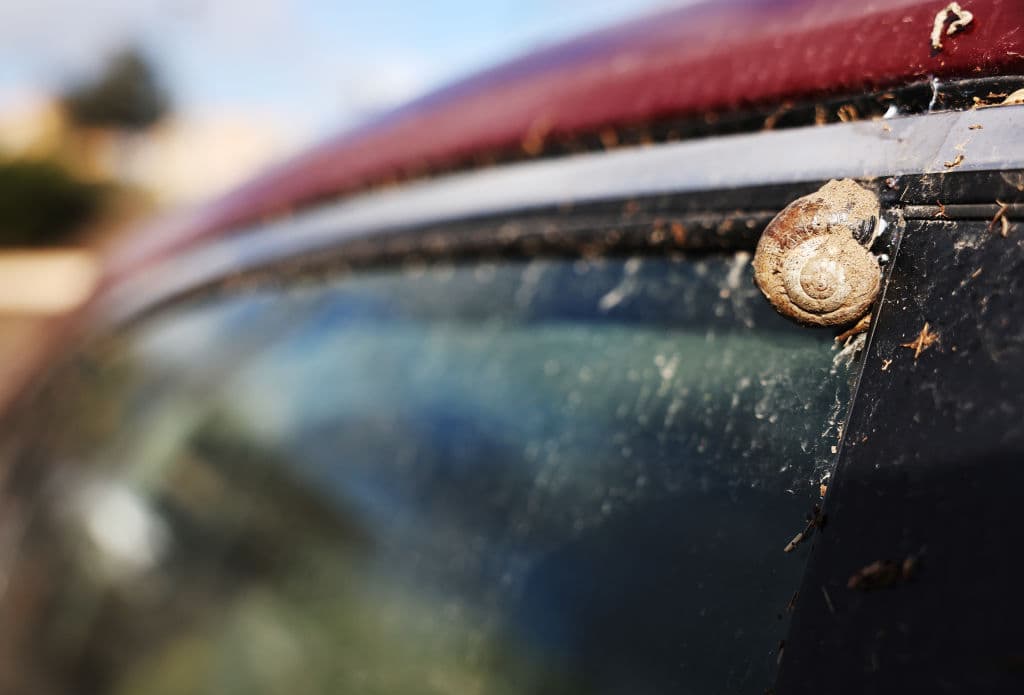 Un caracol también sufrió los efectos de las inundaciones, quedando muerto en la ventana de un auto que posiblemente sea declarado pérdida total.