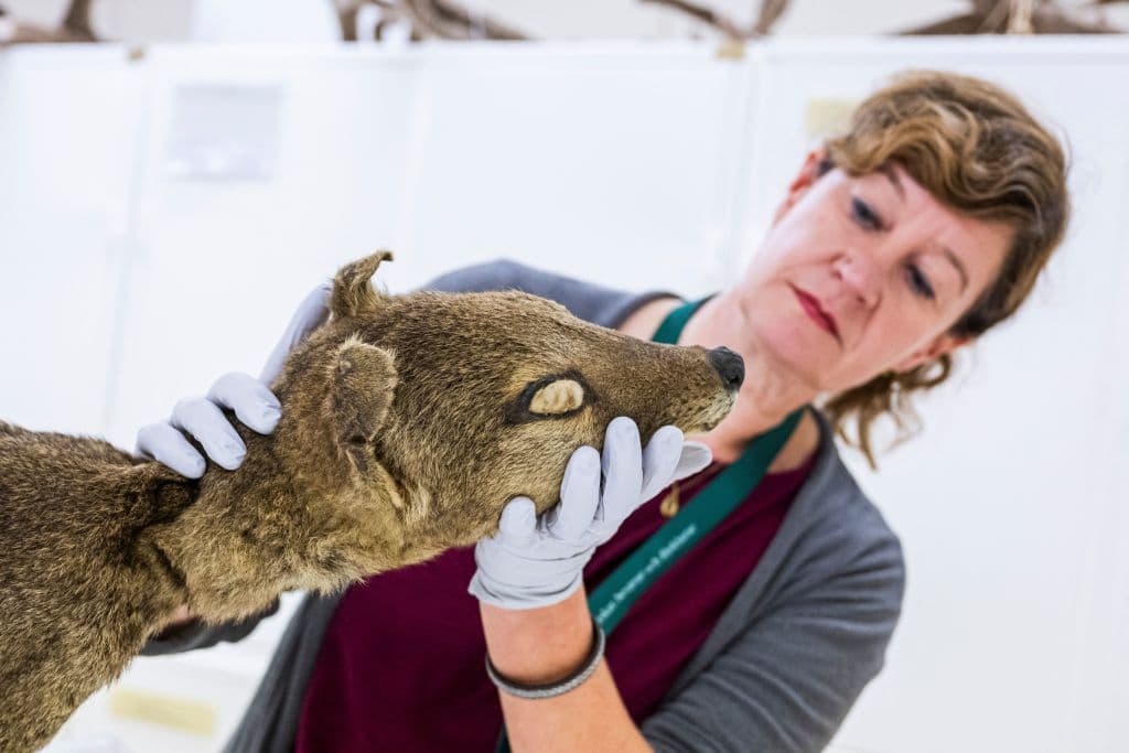 Cómo un tigre de Tasmania disecado en un museo está abriendo las puertas a resucitar animales extintos como en Parque Jurásico