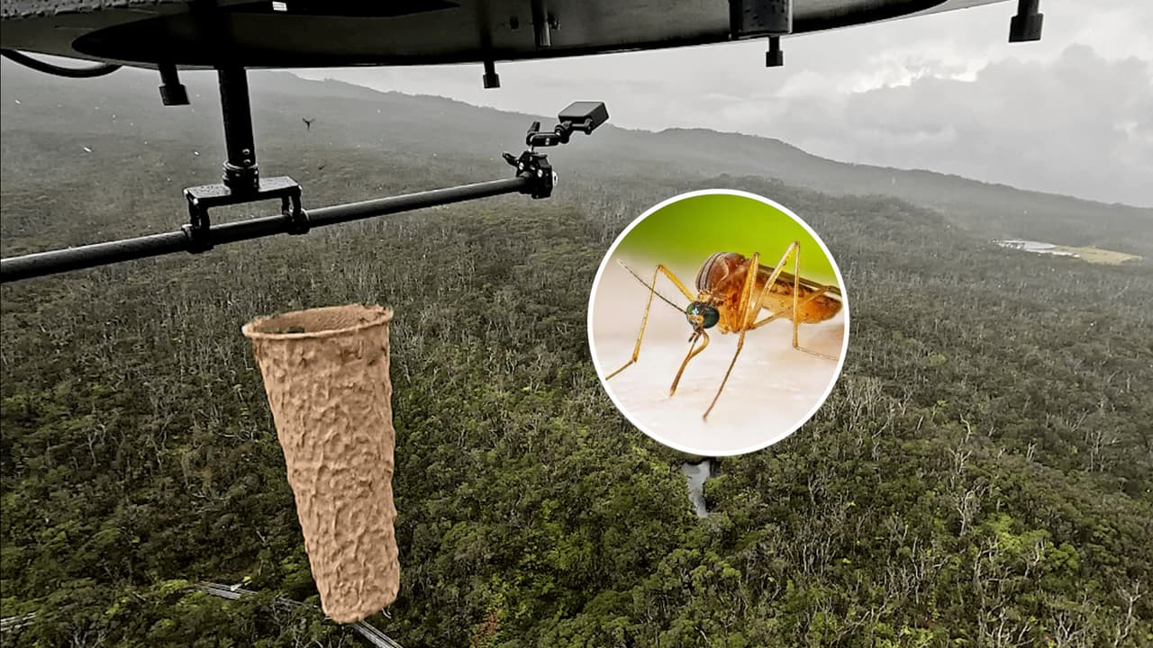 ¿Por qué liberan miles de mosquitos con drones sobre las islas de Hawaii?