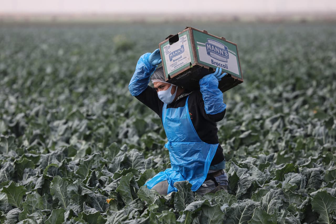 <b>¿Cuántos indocumentados son empleados esenciales?</b>
<br>
<br>De acuerdo con 
<a href="https://www.fwd.us/news/immigrant-essential-workers/" target="_blank">datos de FWD.us</a>, unos 5.2 millones de inmigrantes indocumentados en Estados Unidos trabajan en empleos que fueron designados como “esenciales” durante la pandemia de coronavirus, lo que equivale a 3 de cada 4 trabajadores sin papeles en el país.
<br>
<br>Su labor es variada, desde trabajadores de limpieza en hospitales y jornaleros agrícolas que cosechan los cultivos en Estados Unidos hasta enfermeras y empleados de servicios de emergencia. La mayoría de ellos en trabajos que no se pueden realizar vía remota, por lo que arriesgan su integridad para que otros no tengan que hacerlo.