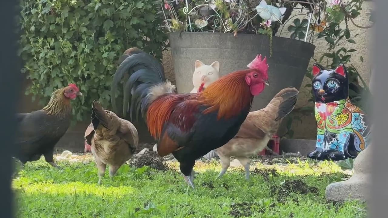 Nueva ley en California restringiría número de gallos por propiedad, generando rechazo en familias hispanas