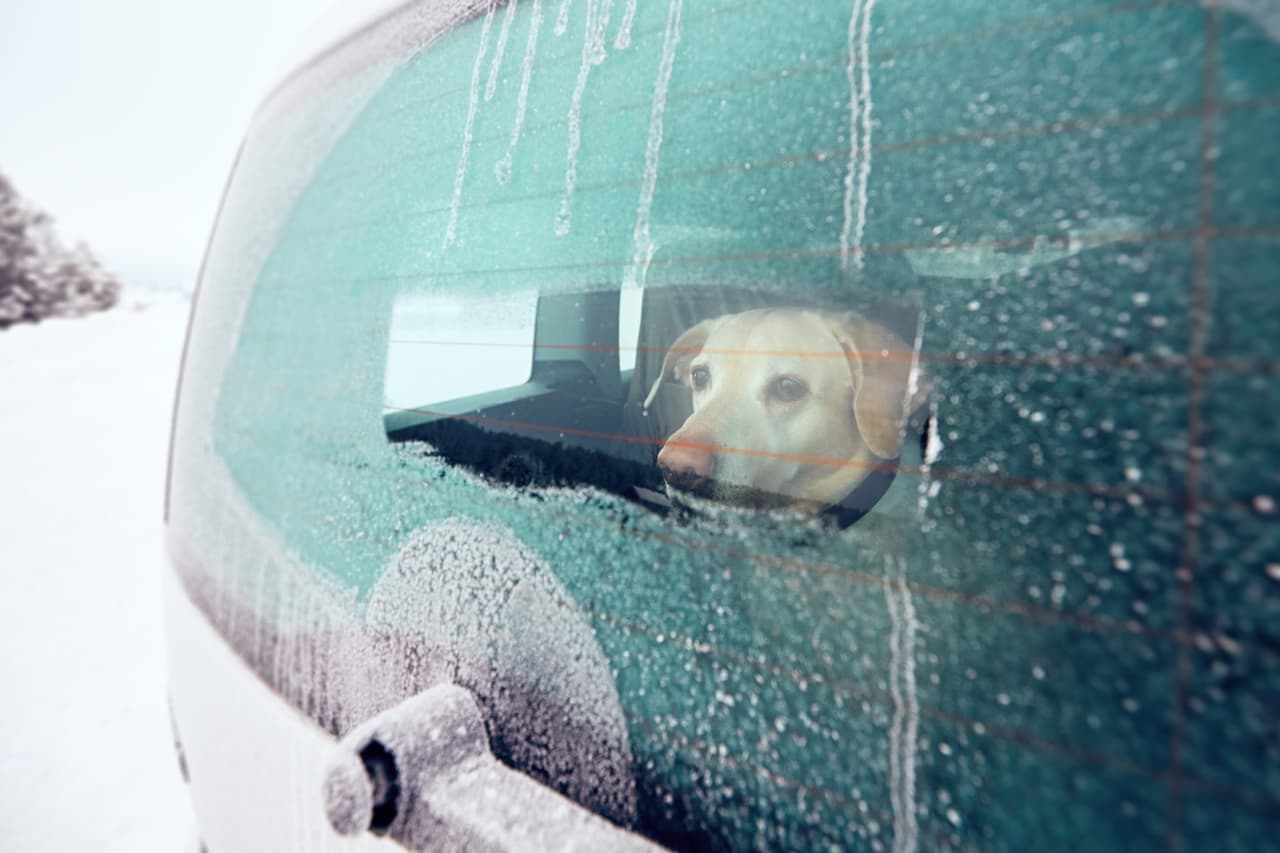 <h3 class="cms-H3-H3">Mascotas</h3>
<br>
<br>Los animales también pueden sufrir o incluso morir si se dejan dentro de un vehículo por los cambios en la temperatura, el estrés que les provoca el encierro y también la falta de aire. No es recomendable.