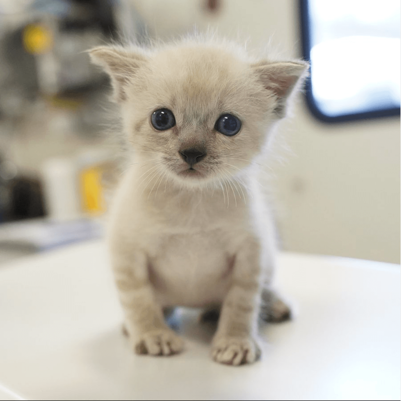 Con este programa no sólo se espera liberar espacio para más animales necesitados, sino que puedan salvarles la vida y encuentren una nueva familia.
