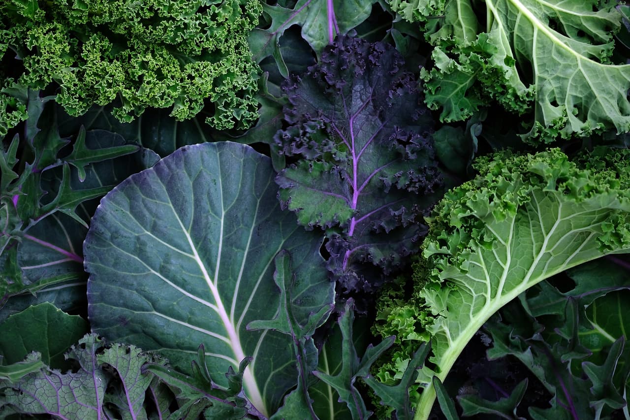 Las personas que comen o beben más alimentos con 
<b>flavonoides</b>, una sustancia que se encuentran en varias frutas y verduras, así como en el té y el vino, pueden tener una tasa más lenta de 
<a href="https://www.univision.com/noticias/salud/dianostico-alzheimer-demencia-9-anos-antes">deterioro de la memoria</a>, según un estudio publicado en la edición en línea del 22 de noviembre de 2022 de la revista médica 
<i>Neurology</i>. 
<br>
<br>El estudio dividió los flavonoides
<i> </i>en cuatro componentes: kaempferol, quercetina, miricetina e isorhamnetina. Estos son algunos alimentos donde puedes encontrarlos. 
<br>