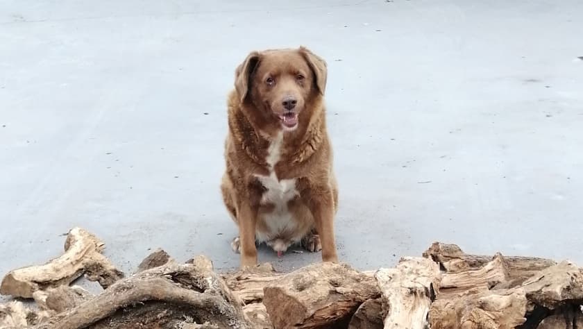 Bobi en su casa del pueblo de Conqueiros, Portugal.