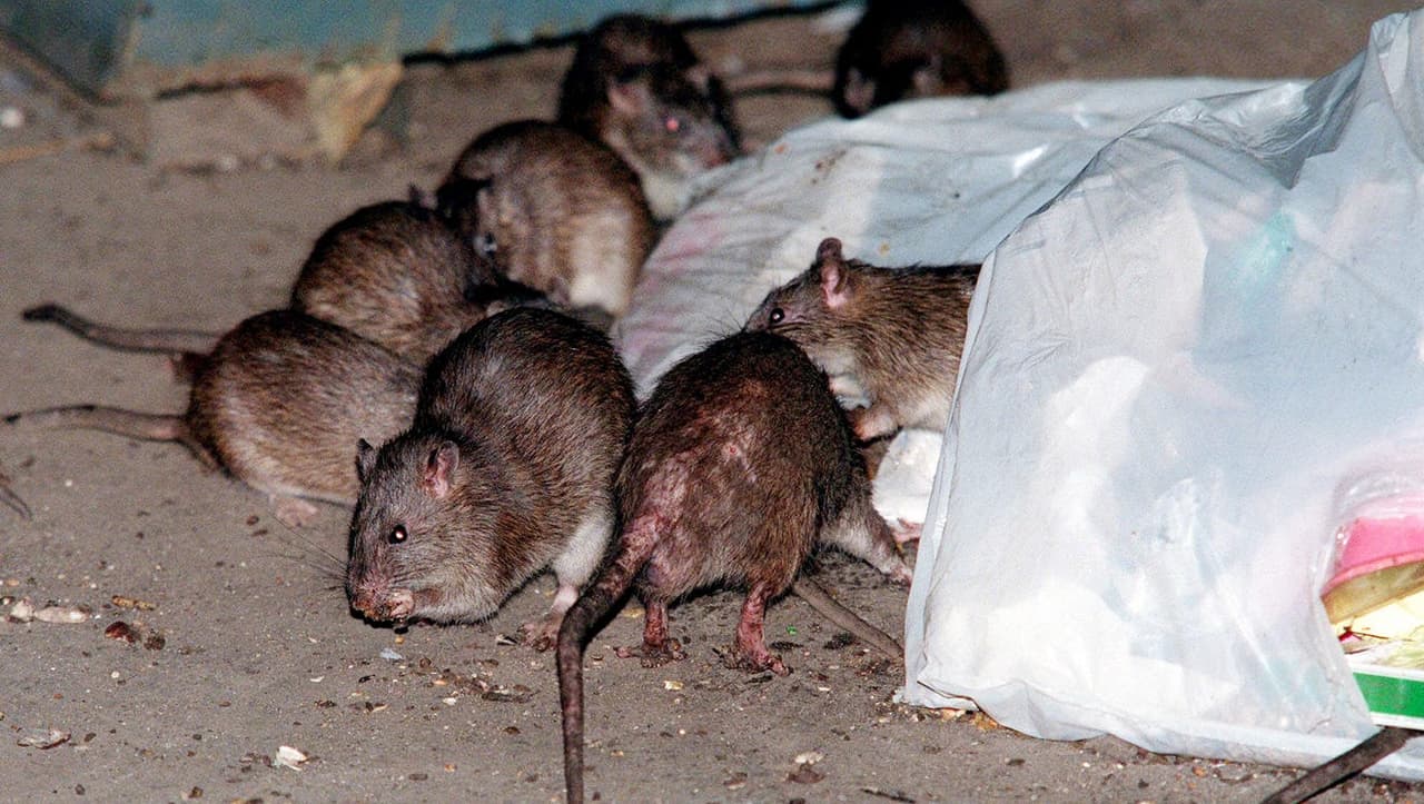 Para saber cuantas ratas hay en tu barrio, 
<b><a href="https://a816-dohbesp.nyc.gov/IndicatorPublic/Rats/" target="_blank">revista esta página</a></b>.