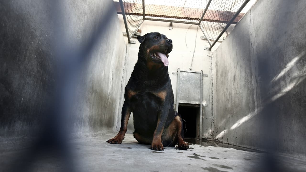 Niña de 5 años muere tras sufrir ataque de los perros de su familia en el patio de su casa en Covina