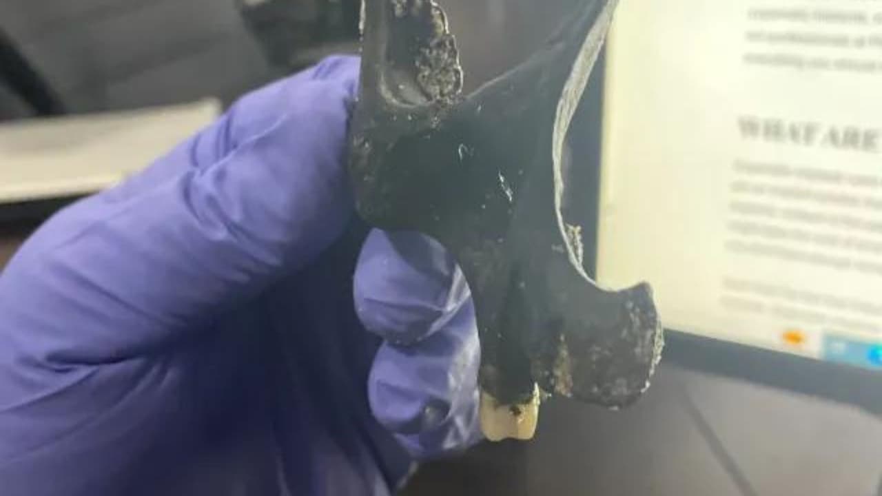 Un niño realizó un descubrimiento macabro en la playa de Ocean Crest Way en Duck, Carolina del Norte.
<br>