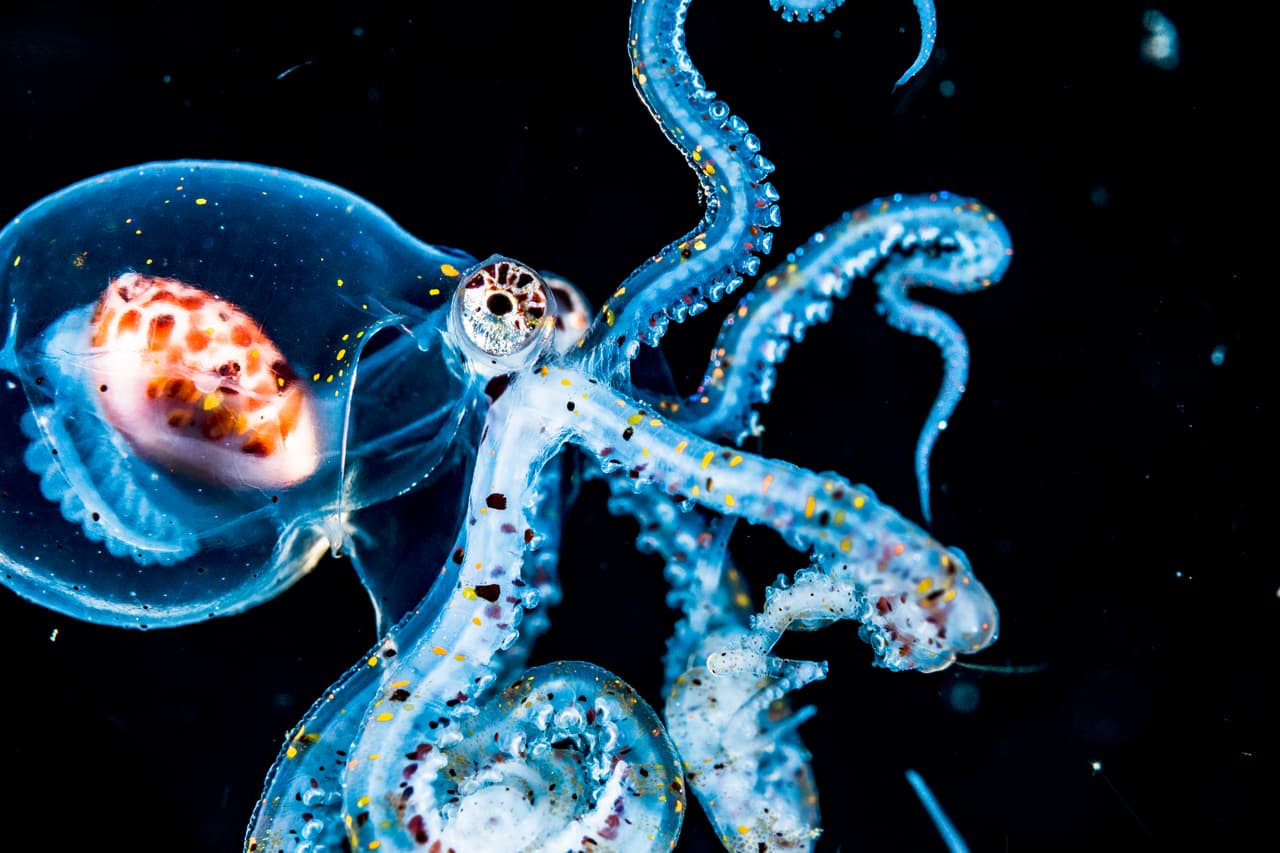 <b>Larvas de pulpo a la deriva en mar abierto</b>. La fotografía fue tomada en Anilao, Filipinas, y es parte de la serie que obtuvo el tercer lugar en la categoría ‘portafolio’.
<br>