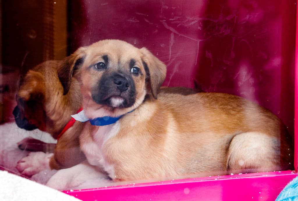 Sin embargo, es importante mencionar que los cachorros y gatitos menores de 5 meses tienen un costo de adopción de $100.