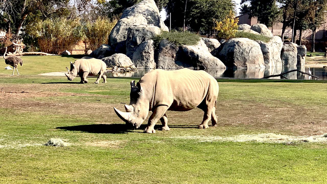 Zoológico de Fresno abre sus puertas a público, luego de levantarse orden de quedarse en casa