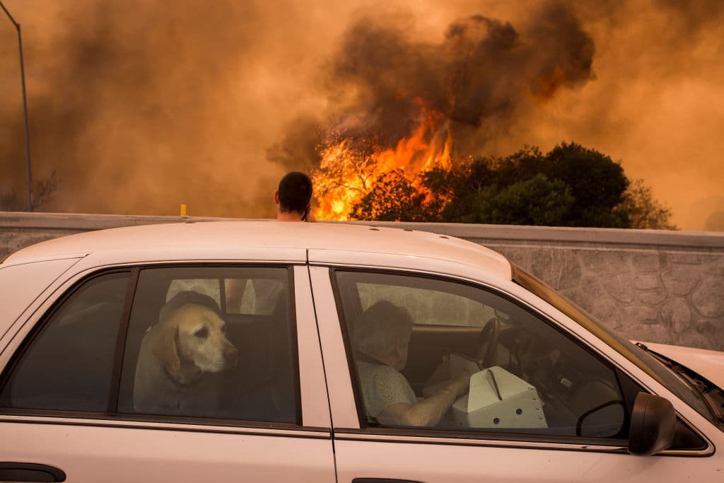También millones de personas por todo California se han visto obligadas a evacuar sus hogares con tal de escapar de las mortales flamas, que han acabado con más de 2,000 hectáreas de terreno.