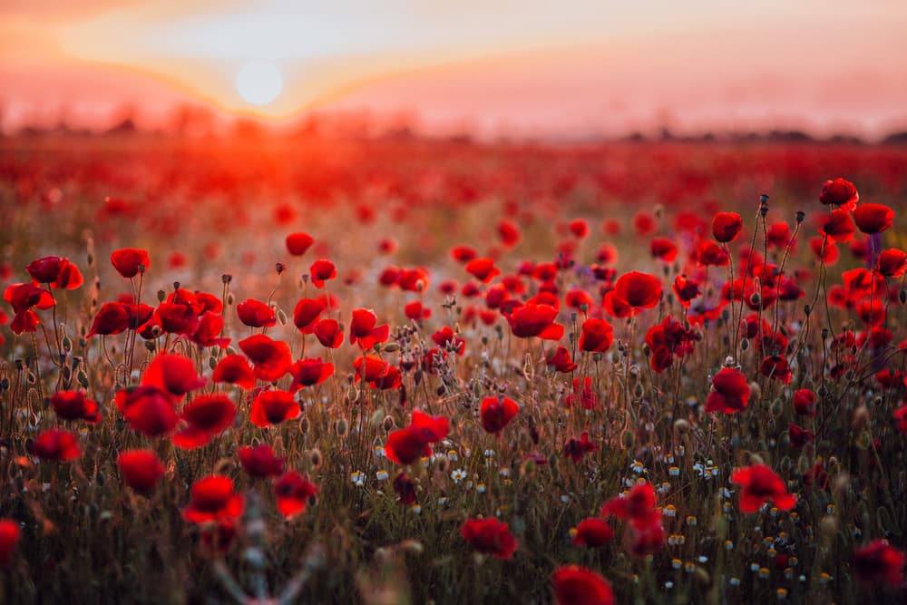 A ella sumarás unos cuantos pétalos de flores de amapola.