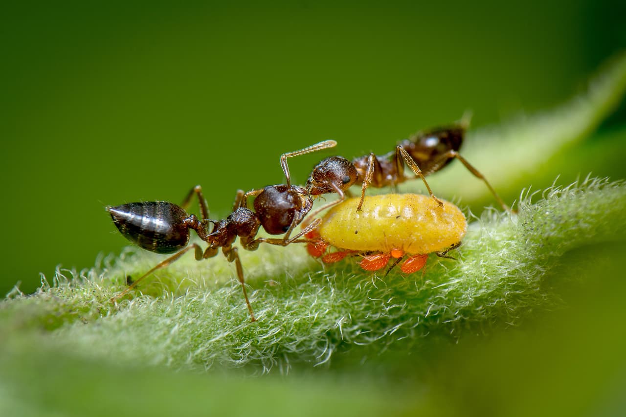 <b>'Ayudándose'</b>
<br>
<br>Esta imagen fue la ganadora del concurso de fotografía de la 
<a href="https://www.rsb.org.uk/get-involved/rsb-competitions/photography-competition"><u>Sociedad Real de Biología</u></a> británica y muestra a un grupo de hormigas alimentándose de la melaza de un pulgón amarillo.
<br>
<br>“La foto captura la relación entre las hormigas y el pulgón, las hormigas brindan protección contra depredadores y plagas a cambio de comida”, explicó el concurso en un comunicado. La fotografía fue tomada en la foto en Thane, India.